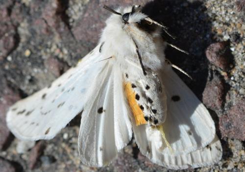 Réf. 303 551 : Spilosoma lubricipeda